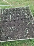Prei geplant tijdens hitte-droogte